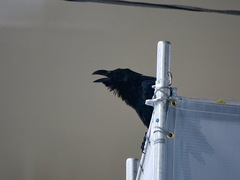 Corvus macrorhynchos japonensis
