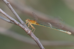 Ischnura fluviatilis