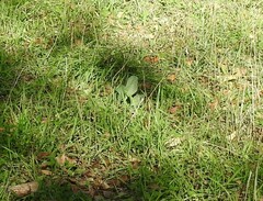 Cynoglossum cheirifolium