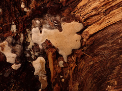 Heterobasidion annosum