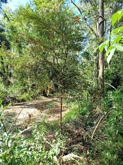 Dodonaea viscosa cuneata