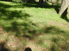 Cynoglossum cheirifolium