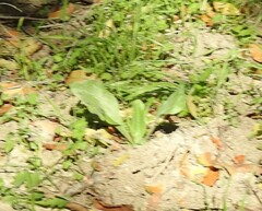 Cynoglossum cheirifolium