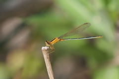 Ischnura fluviatilis