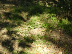 Cynoglossum cheirifolium