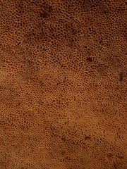 Heterobasidion annosum