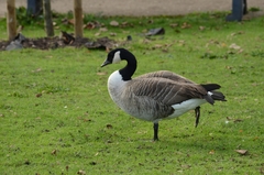 Branta canadensis