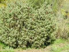 Juniperus oxycedrus