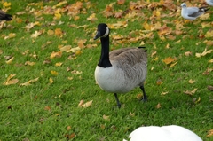 Branta canadensis