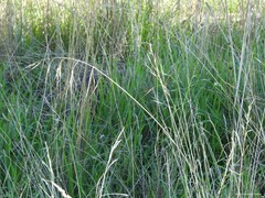 Bromus sterilis