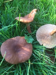 Lactarius serifluus