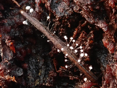 Antinoa juniperinella