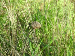 Achillea filipendulina