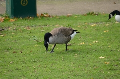 Branta canadensis