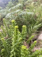 Pseudoselago serrata