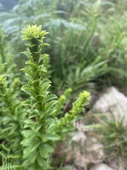 Pseudoselago serrata