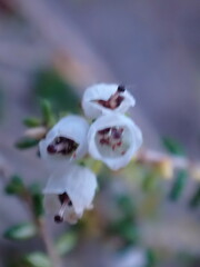 Erica scabriuscula