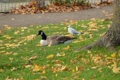 Branta canadensis