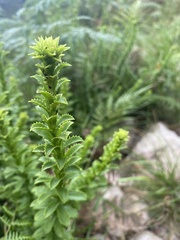 Pseudoselago serrata