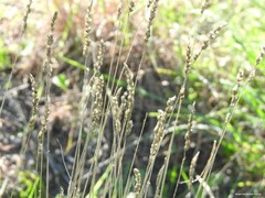 Dactylis glomerata hispanica