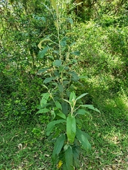 Astrotricha latifolia