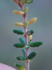 Erica scabriuscula