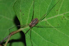 Phalangium opilio