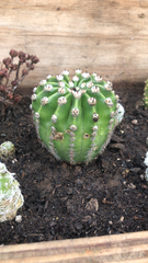 Echinopsis
