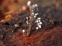 Antinoa juniperinella