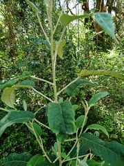 Astrotricha latifolia