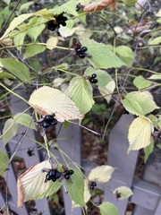 Rhodotypos scandens