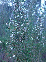 Erica scabriuscula