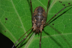 Phalangium opilio