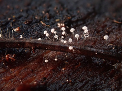 Antinoa juniperinella