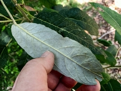 Astrotricha latifolia