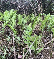 Polypodium calirhiza image