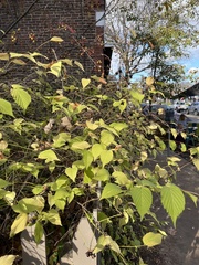 Rhodotypos scandens