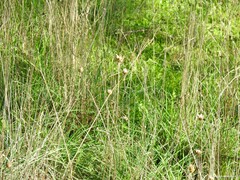 Mantisalca salmantica