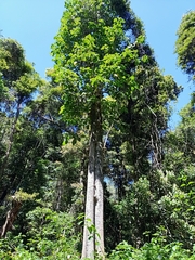 Dendrocnide excelsa