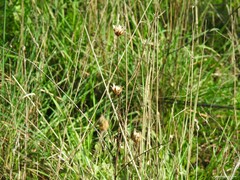 Mantisalca salmantica