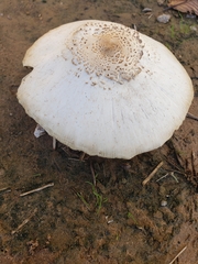 Chlorophyllum