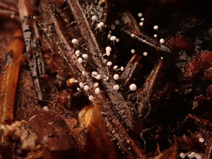 Antinoa juniperinella