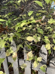 Rhodotypos scandens