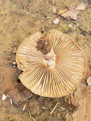 Chlorophyllum