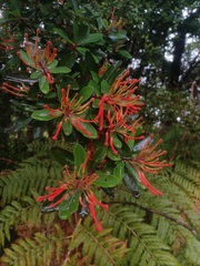 Embothrium coccineum