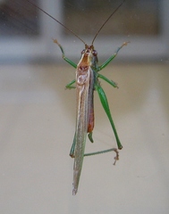 Conocephalus attenuatus