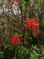 Embothrium coccineum
