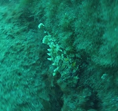 Scorpaena notata