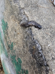 Megapallifera mutabilis