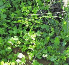 Stellaria media